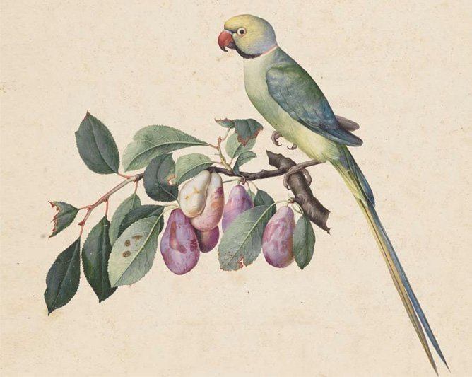 Jacopo Ligozzi (Verona 1547 - Frenze 1627), "Branch of plum with collared parakeet", polychrome tempera on paper, Florence, Uffizi, Cabinet of Drawings and Prints