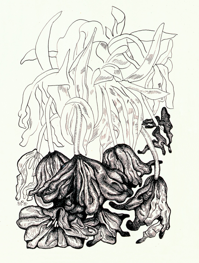 Walter Pfeiffer, Untitled., Ink on paper, 1991.