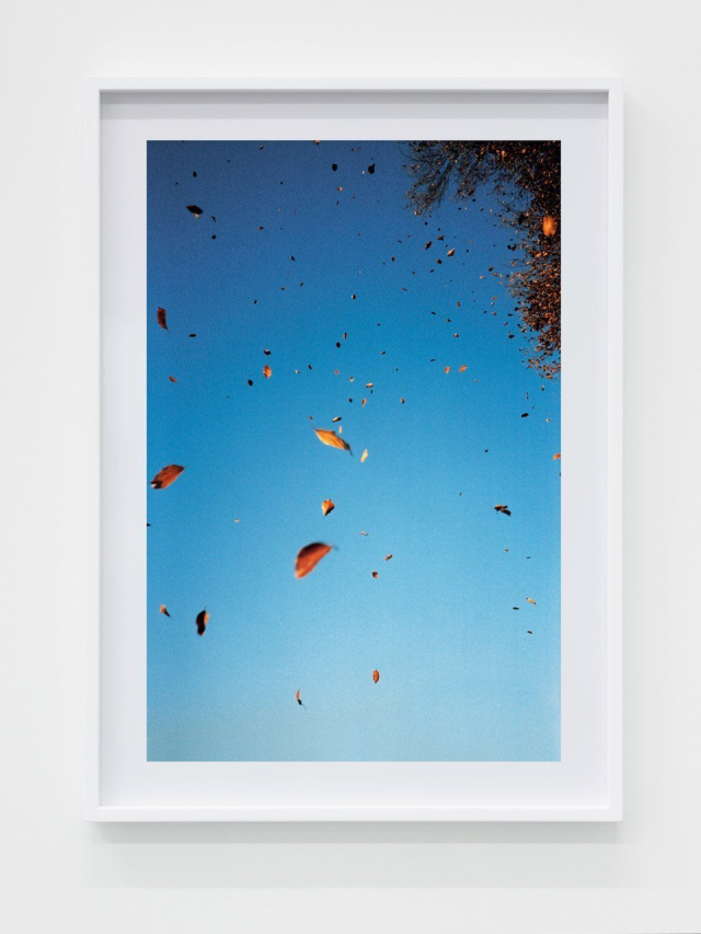 Walter Pfeiffer, Autumn leaves, 2018. Courtesy of the Artist and Gregor Steiger.